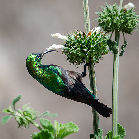 Marico Sunbird