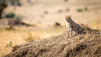 Cheetah Cub