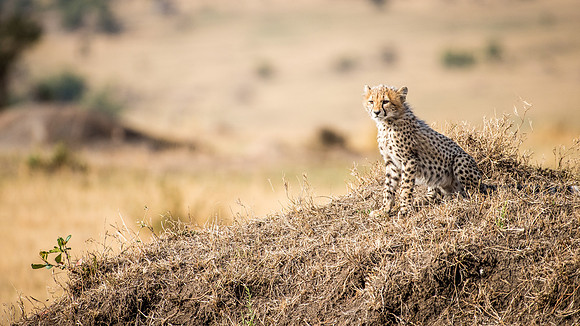 Cheetah Cub