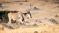 Eland (m)