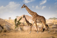 Tanzania