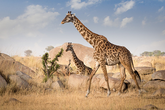 Two Giraffe in the Kopjes