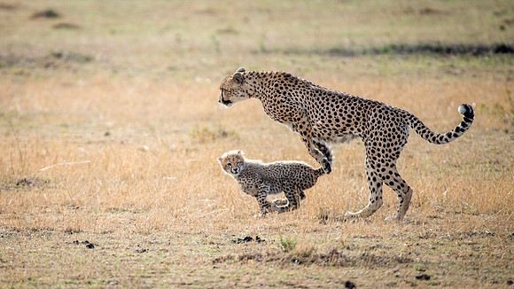 Cheetah and Cub Running