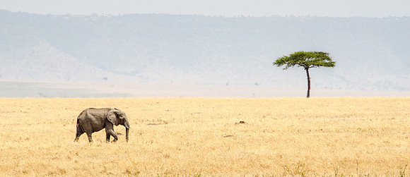 Elephant and Acacia