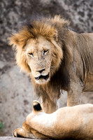 Lion and Lioness