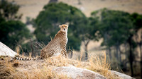 Cheetah on Rock