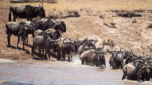 Wildebeest Crossing the Mara River Serengeti Side - 2