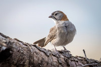 Speckle Fronted Weaver