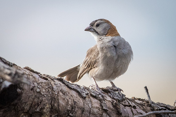 Speckle Fronted Weaver