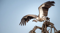 White Backed Vulture
