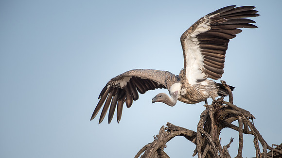 White Backed Vulture
