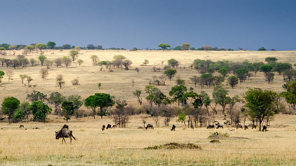 Serengeti View -3