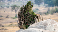 Cheetah and Cub on Rock