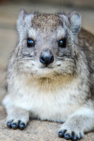 Tree Hyrax