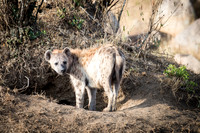 Hyena wth Burrow