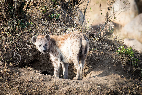 Hyena wth Burrow