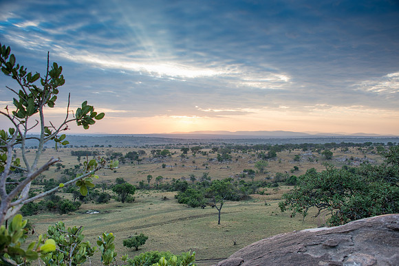 Serengeti View -4