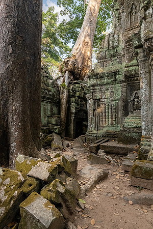 Ta Prohm Temple -26
