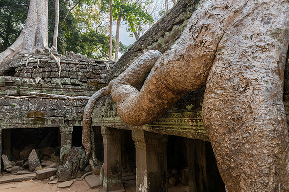 Ta Prohm Temple -22