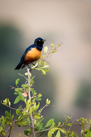 Hildrebrandt's Starling