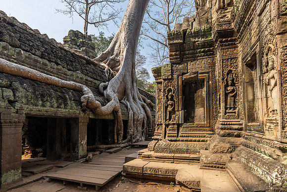 Ta Prohm Temple -23