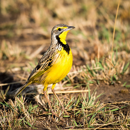 Yellow Throated Longclaw