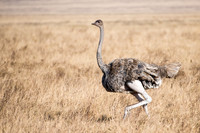 Ostrich (f)