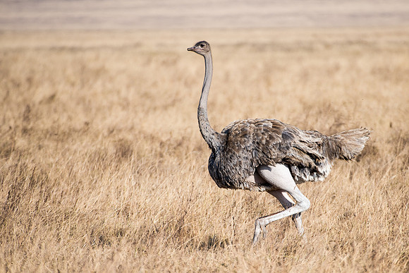Ostrich (f)
