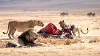 Lions with Hippo Carcass -1
