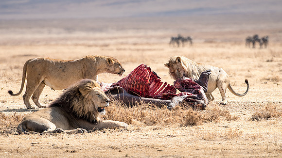 Lions with Hippo Carcass -1