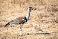 Kori Bustard