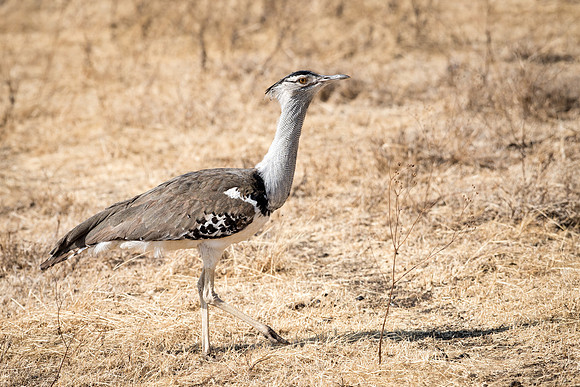 Kori Bustard