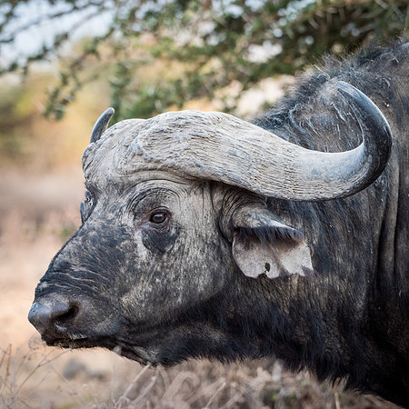 Buffalo Portrait -1
