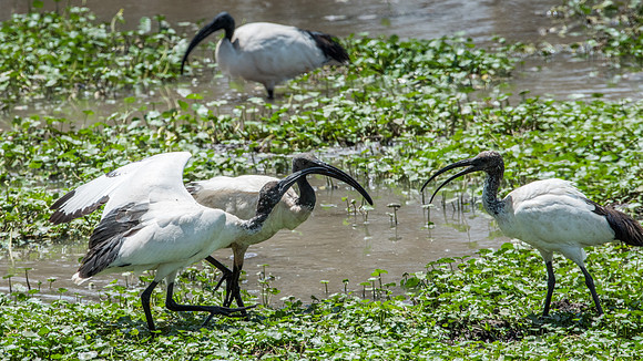 Sacred Ibis