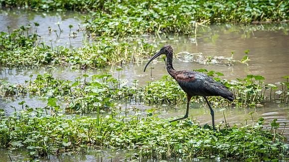 Glossy Ibis