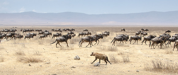 Hyena Chasing Wildebeest, Ngorongoro -1