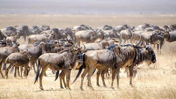 Wildebeest Herd, Ngorongoro