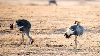 Grey Crowned Cranes -2
