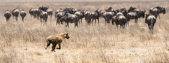 Hyena Chasing Wildebeest, Ngorongoro -2
