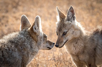 Jackals