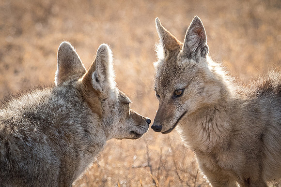 Jackals