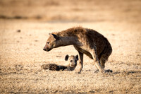 Hyena