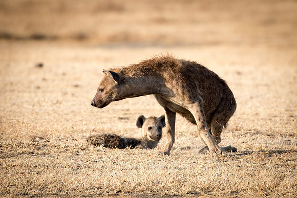 Hyena