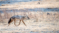 Jackal -1