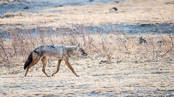 Jackal -1