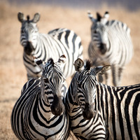 Plains Zebra -2