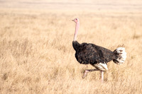 Ostrich (m)