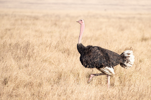 Ostrich (m)