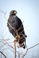Great Black Hawk