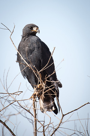 Great Black Hawk